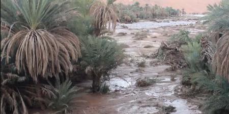 "أصدقاء البيئة": زاكورة منطقة منكوبة