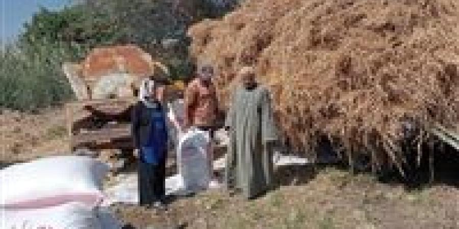 "الزراعة" جمع وتدوير ٨٤٨ ألف طن من قش الأرز في ٦ محافظات حتى الان والدقهلية في الصدارة