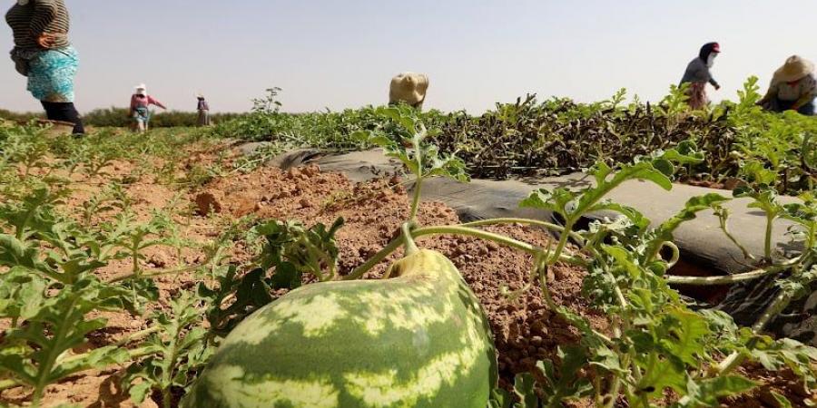 مطالب بمنع زراعة البطيخ في زاكورة