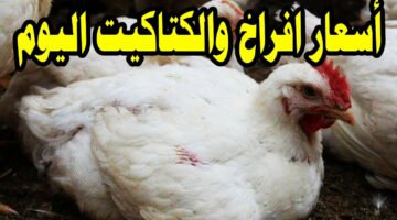 خزني الفراخ لأخر رمضان.. مفاجأة في اسعار الدواجن اليوم الأحد 31 مارس 2024