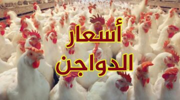 الحقي خزني الفراخ مع اول يوم في الشهر.. أسعار الدواجن والبيض اليوم الأربعاء 1مايو