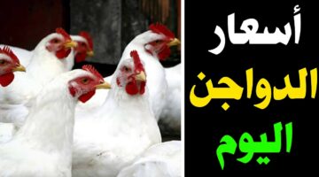 خزني الفراخ قبل العيد.. سعر الدواجن والبيض والبيض اليوم الاثنين 8 ابريل