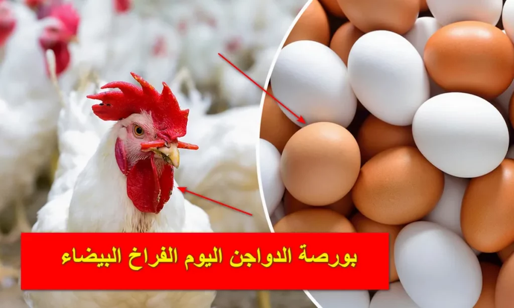 أسعار الدواجن بعد حملة بلاها فراخ