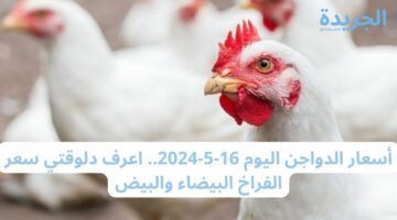 خزني دلوقتي.. أسعار الدواجن اليوم 16-5-2024.. اعرف دلوقتي سعر الفراخ البيضاء والبيض