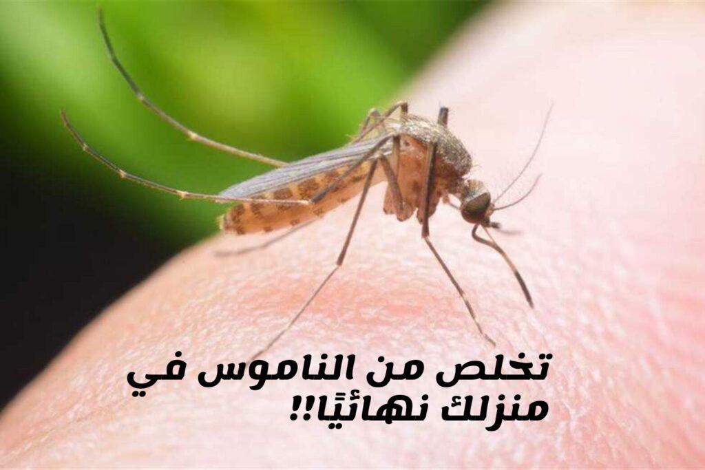 القضاء على الناموس