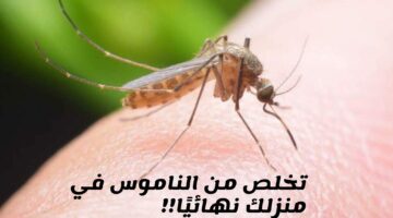 مش هيرجع تاني.. حيل مبتكرة للقضاء على الناموس من المنزل بدون صاعق أو مبيدات