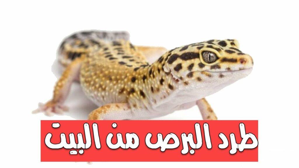 طريقة طرد البرص من المنزل