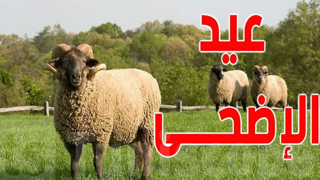 شروط اختيار أضحية العيد 2024