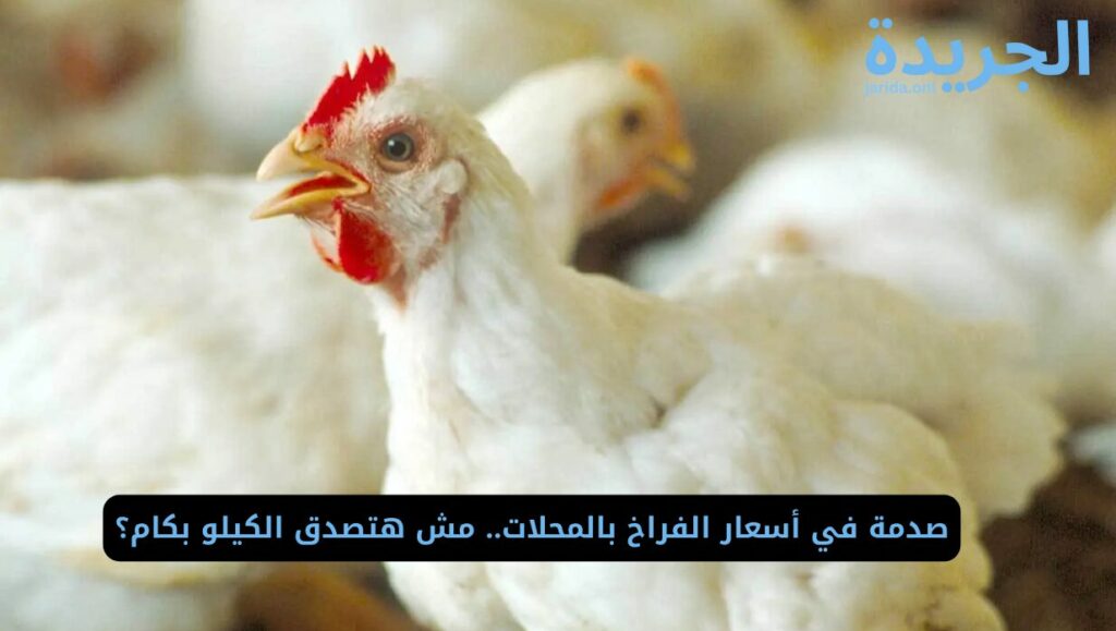 أسعار الدواجن بالأسواق