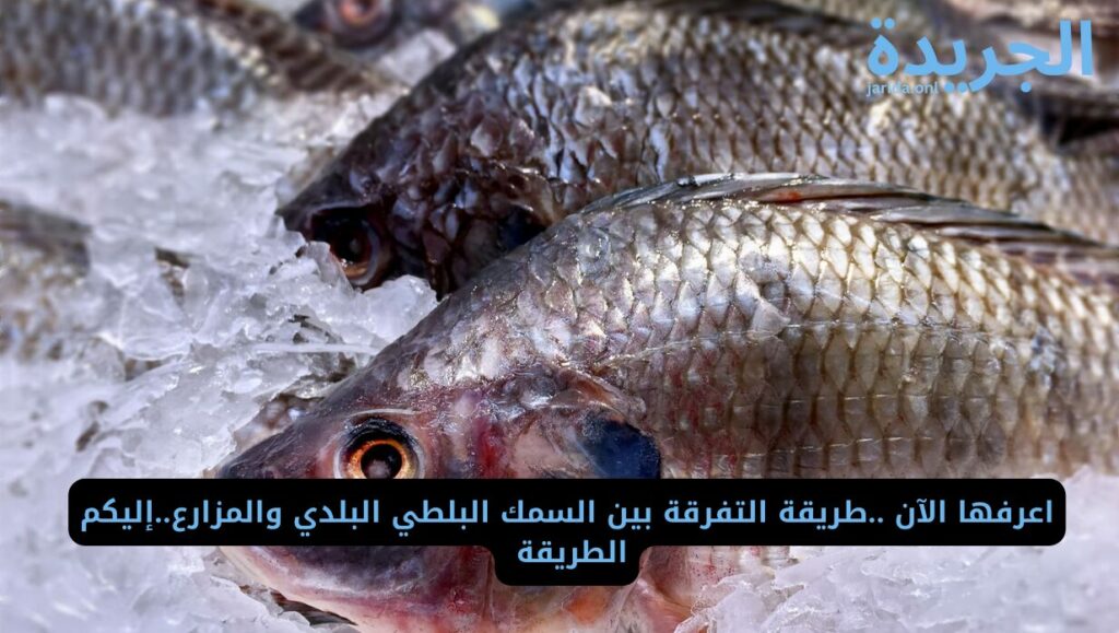 السمك البلطي البلدي والمزارع