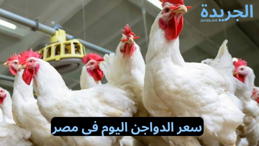 اسعار الدواجن اليوم في مصر