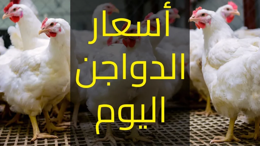 أسعار الفراخ البيضاء اليوم