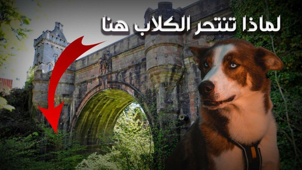 صدق أو لا تصدق.. جسر أوفرتون - Overtoun التاريخي هو المكان المفضل لـ انتحار الكلاب والسبب صادم