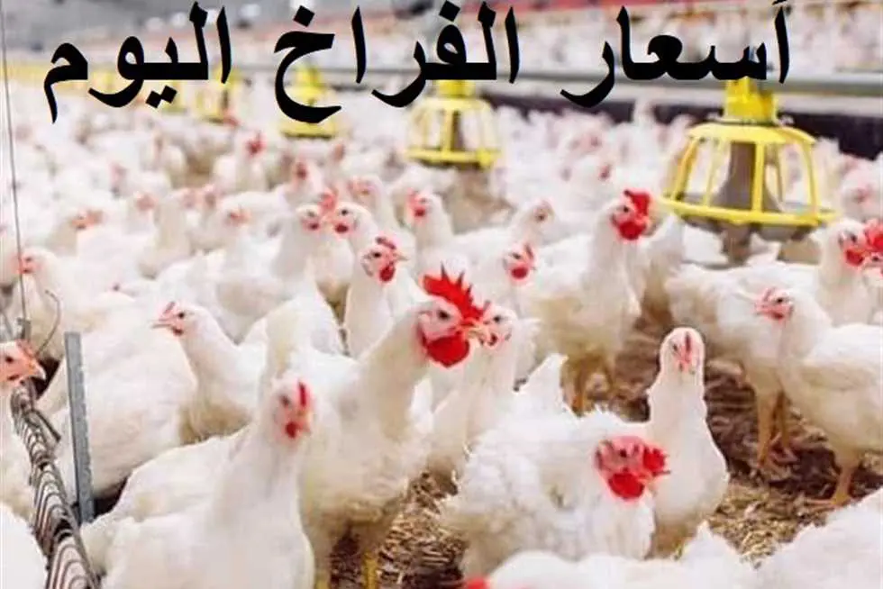 سعر البيض والفراخ البيضه في مصر اليوم الخميس 23 مايو