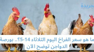 ما هو سعر الفراخ اليوم الثلاثاء 14-5؟.. بورصة الدواجن توضح الآن