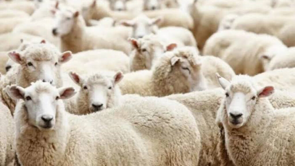 أسعار الأضاحي في السعودية 1445