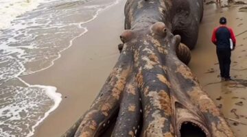 ظاهرة غريبة أول مرة تحدث أخطبوط عملاق بطول 15 متر بسواحل أندونيسيا يثير الدهشة