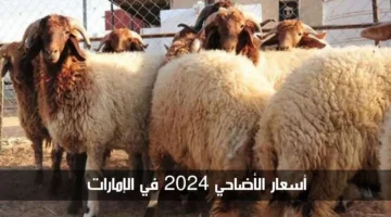 أسعار الأضاحي في الإمارات 2024.. وكيفية حجز موعد ذبح الأضاحي