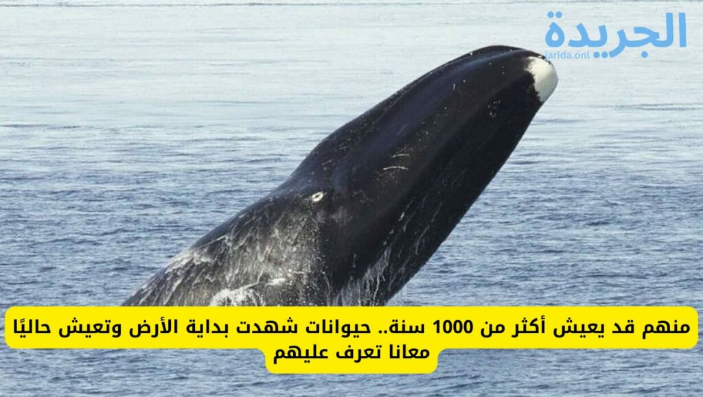الحيوانات الأطول عمرًا على كوكب الأرض