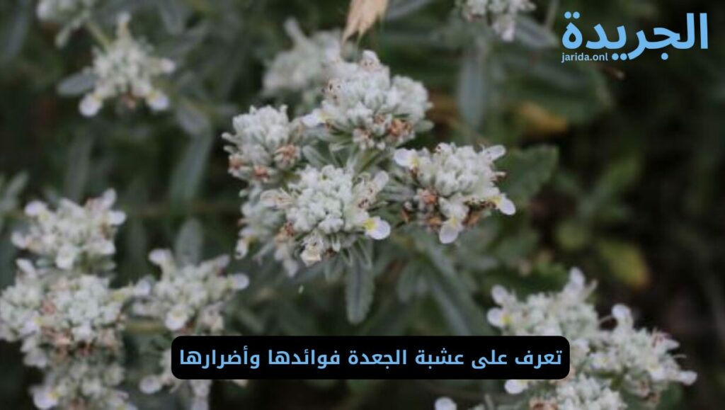 ماهي عشبة الجعدة ؟ 