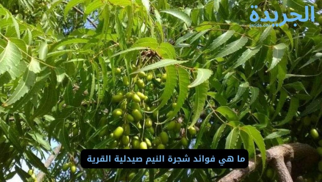 فوائد شجرة النيم 