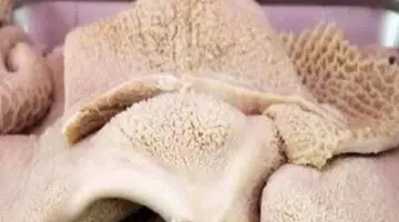 حلويات العيد وجمالها.. اعرفي وصفة الدقيق لتنضيف الكرشة بطريقة سهلة وبسيطة 