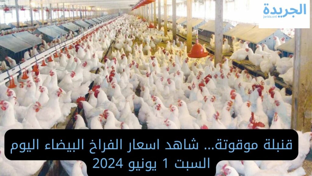 اسعار بورصة الدواجن اليوم