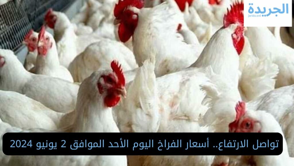 أسعار الفراخ البيضاء