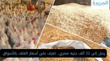 يصل إلى 22 ألف جنيه مصري.. تعرف على أسعار العلف بالأسواق