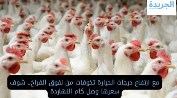 مع ارتفاع درجات الحرارة تخوفات من نفوق الفراخ.. شوف سعر الدواجن اليوم وصل كام