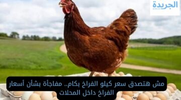 مش هتصدق سعر كيلو الفراخ بكام.. مفاجأة بشأن أسعار الدواجن اليوم داخل المحلات