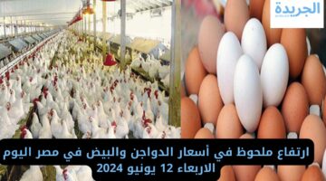 ارتفاع ملحوظ في أسعار الدواجن والبيض في مصر اليوم الاربعاء 12 يونيو 2024