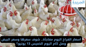 اسعار الفراخ اليوم مفاجأة.. شوف سعرها وسعر البيض وصل كام اليوم الخميس 13 يونيو؟