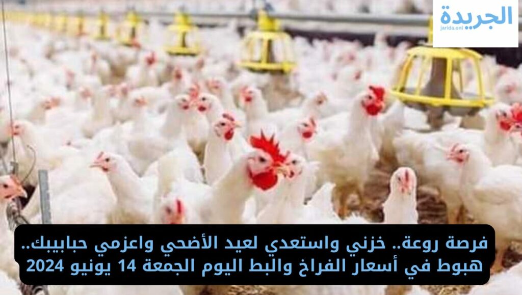  أسعار الدواجن اليوم في مصر