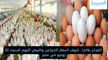 الفراخ بكام؟ شوف أسعار الدواجن والبيض اليوم السبت 22 يونيو في مصر