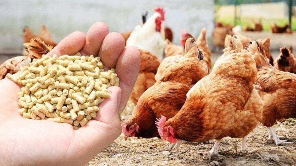 سعر العلف اليوم