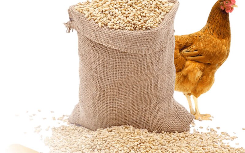 أسعار الأعلاف اليوم الاحد