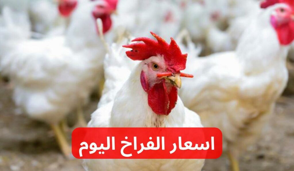سعر الدواجن اليوم