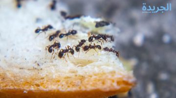 بأسهل طريقة.. القضاء على النمل بالصيف نهائيا بأفضل الطرق 2024
