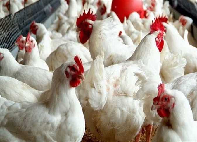 اسعار الفراخ البيضاء اليوم