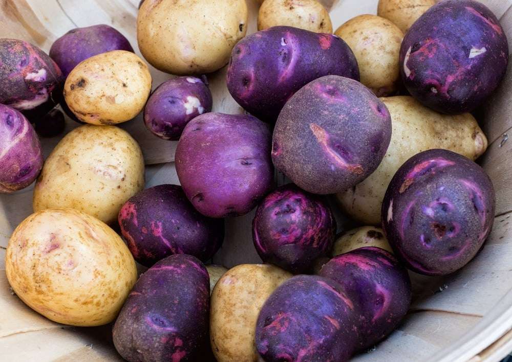 بطاطس 1735862734 0