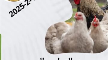 غرفة جنوب سيناء استقرار متوسطات أسعار الدواجن بأسواق المحافظة – الجريدة