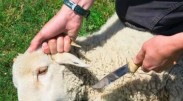 العقيقة خارج البلاد.. هل يجوز توزيعها في بلد فقير؟ أمين الفتوى يجيب – الجريدة
