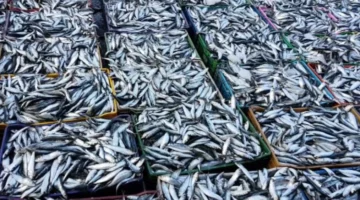 تراجع أسعار السردين بالمغرب لهذا السبب – الجريدة