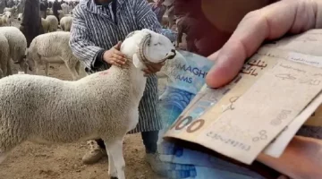 أسعار الأغنام “تنهار” بعد إلغاء عيد الأضحى بالمغرب – الجريدة