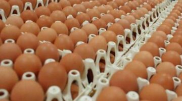 أزمة البيض بالمغرب تتفاقم والتجار يدقون ناقوس الخطر – الجريدة