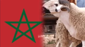 “عيد الكبير كَاينْ”.. إشارة هامة من وزارة الفلاحة – الجريدة