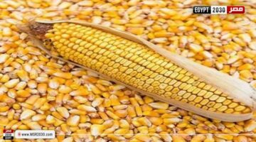 أسعار الذرة الصفراء اليوم الأحد عند التاجر 9 رمضان.. الطن بكام | الاقتصاد – الجريدة