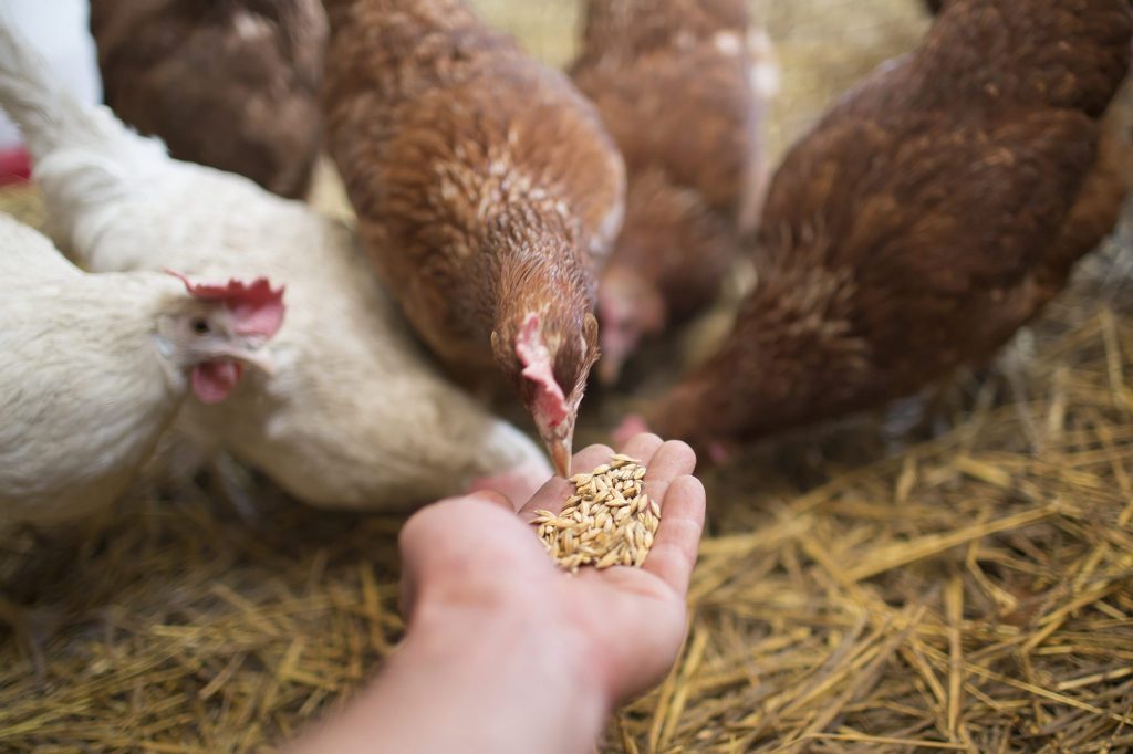 1743425085 1539177069 618 230154 globalanimalfeedmarket