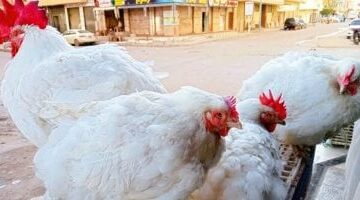 سعر الدواجن اليوم بالإسماعيلية 93 جنيها